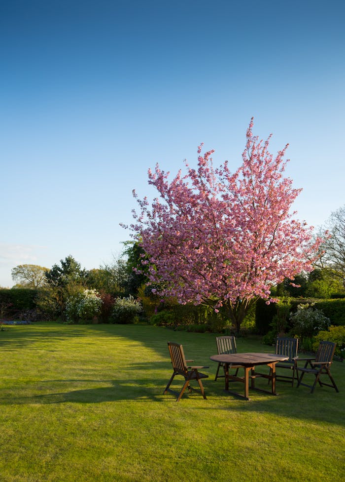 Services-01 Peaceful garden with a blooming cherry tree and wooden outdoor furniture under a blue sky.
